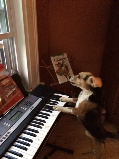 The Holistic Vet of Vermont, LLC 7