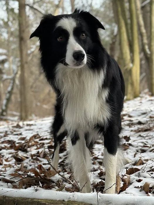 The Holistic Vet of Vermont, LLC 8
