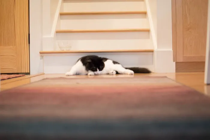 The Holistic Vet of Vermont, LLC 10