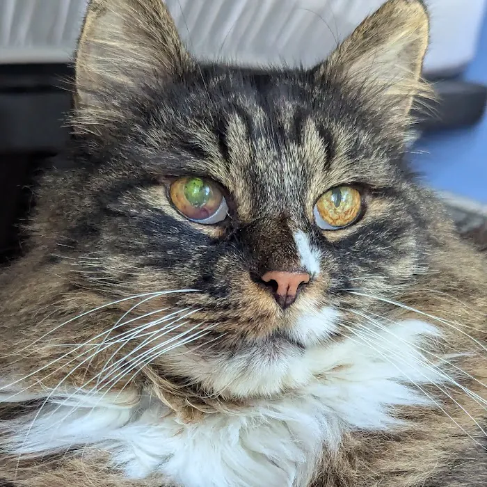 Vermont Veterinary Eye Care 2