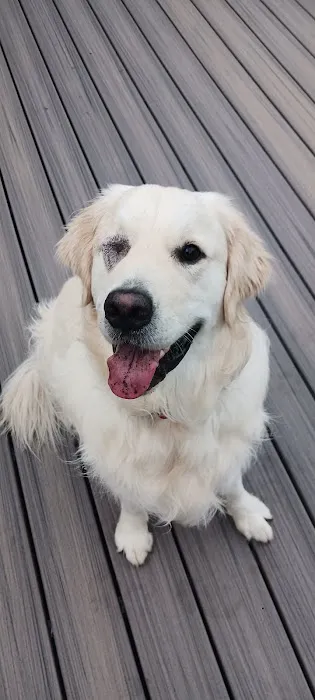Vermont Veterinary Eye Care 4