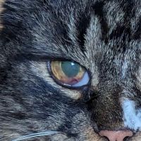 Vermont Veterinary Eye Care ico
