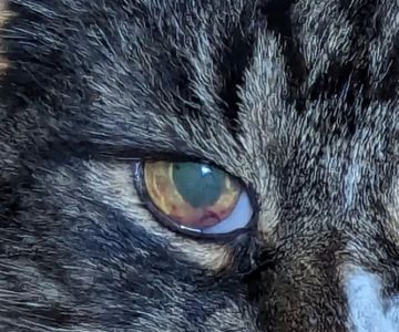 Vermont Veterinary Eye Care