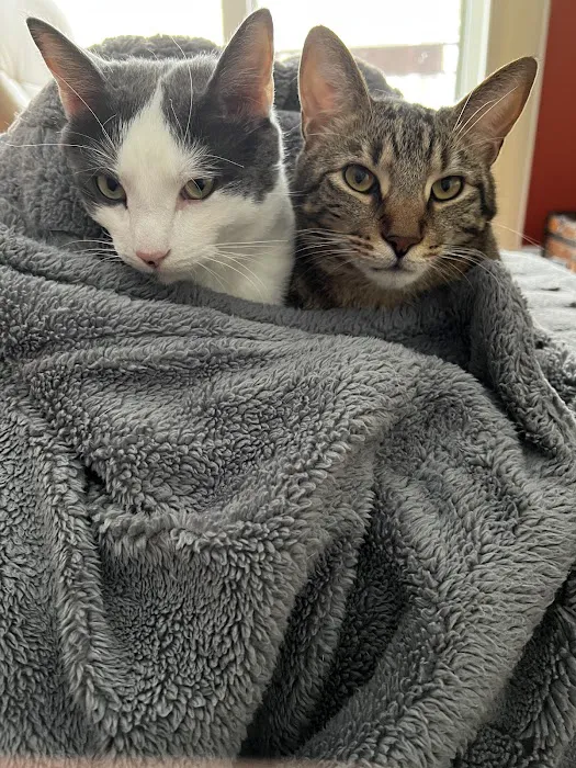 Affectionately Cats 1