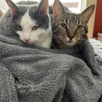 Affectionately Cats ico