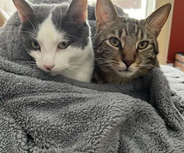 Affectionately Cats