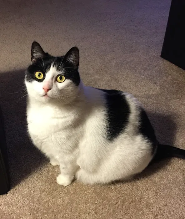 Affectionately Cats 3