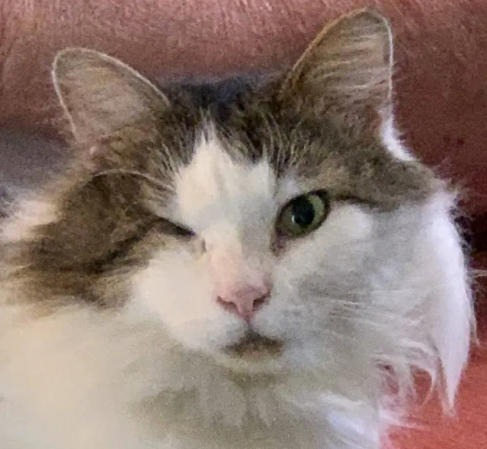 Affectionately Cats 2