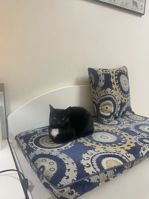 Affectionately Cats 9
