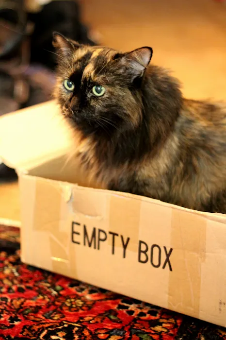 Affectionately Cats 10