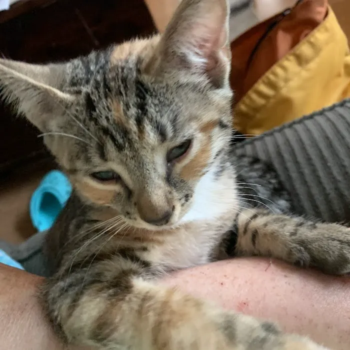 Green Mountain Animal Hospital 9