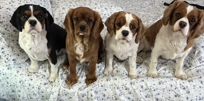 Green Mountain Animal Hospital 2