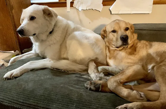 Green Mountain Animal Hospital 4