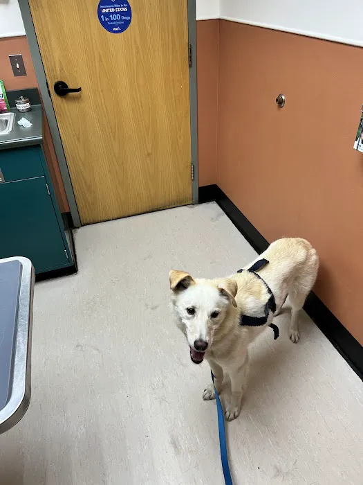 VCA Brown Animal Hospital 3