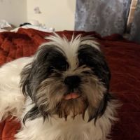 Elmbrook Veterinary Services ico