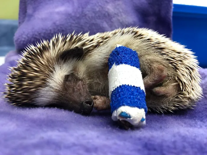 Essex Veterinary Center 6