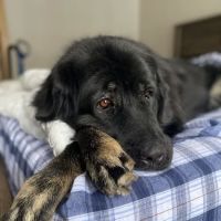 Essex Veterinary Center ico