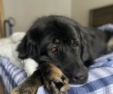 Essex Veterinary Center