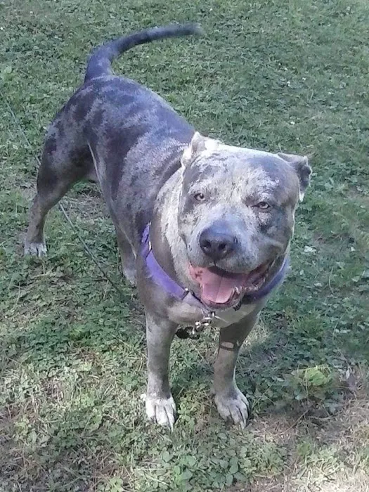 Essex Veterinary Center 5