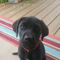 River Cove Animal Hospital: English Joel DVM ico