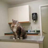 River Cove Animal Hospital ico