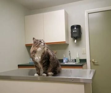 River Cove Animal Hospital