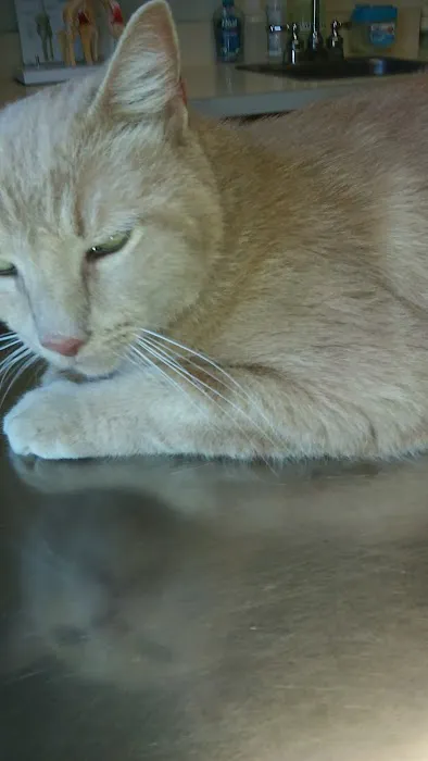 River Cove Animal Hospital 10