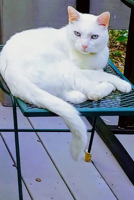 Cape Ann Veterinary Hospital 4