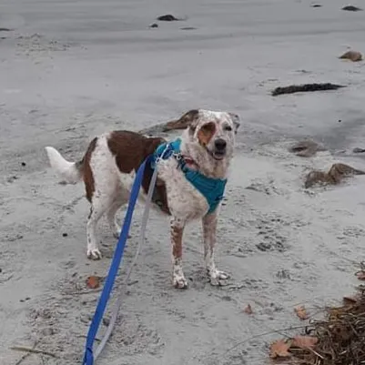 Cape Ann Veterinary Hospital 3