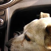 Cape Ann Veterinary Hospital ico