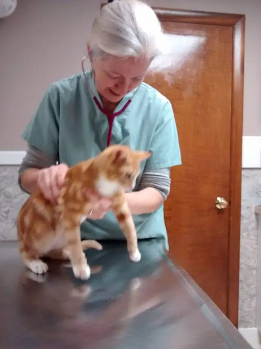 North Shore Veterinary Hospital 3