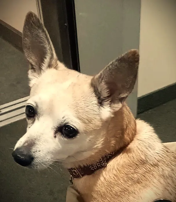 Ridgemont Animal Hospital 7