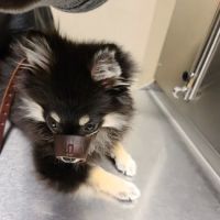 Ridgemont Animal Hospital ico