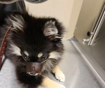 Ridgemont Animal Hospital