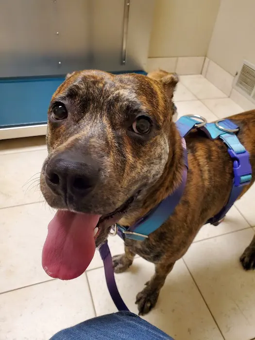 Ridgemont Animal Hospital 3