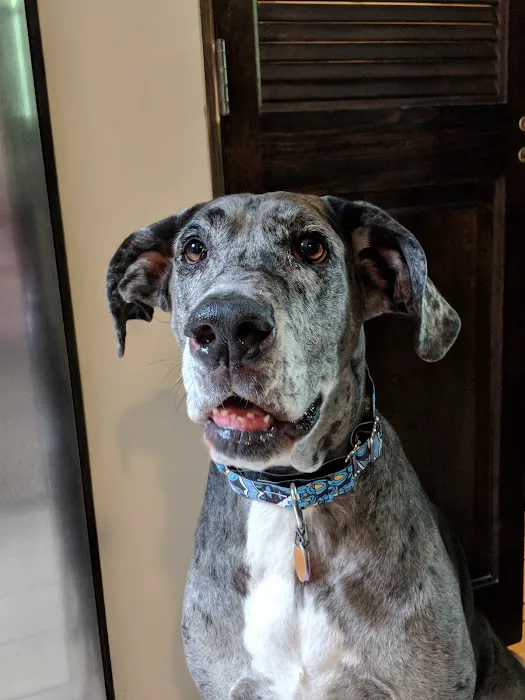 Ridgemont Animal Hospital 2