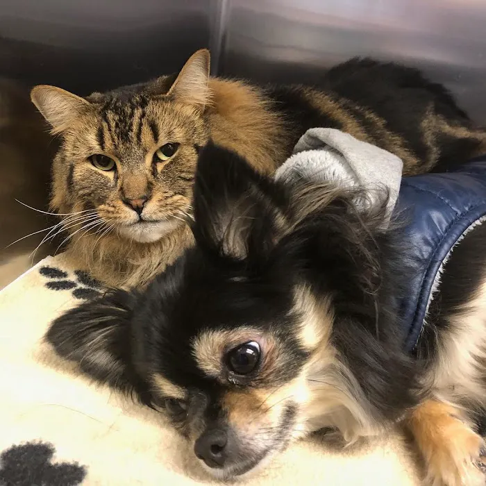 Coldwater Animal Hospital 6
