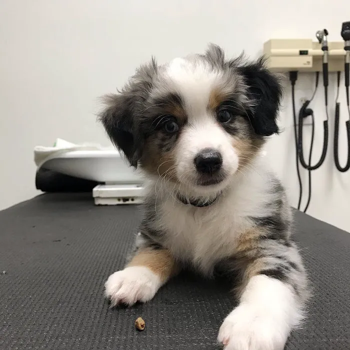 Coldwater Animal Hospital 9