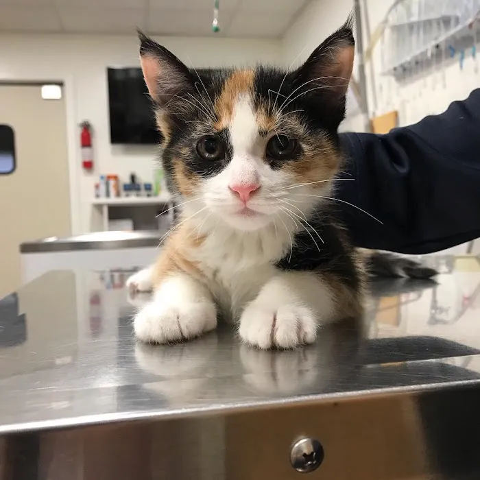 Coldwater Animal Hospital 5