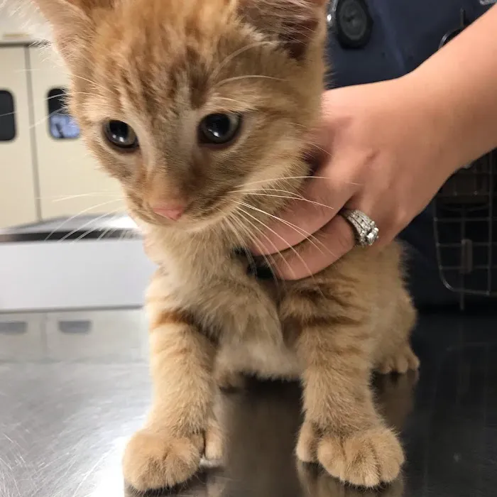 Coldwater Animal Hospital 7