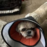 Coldwater Animal Hospital ico