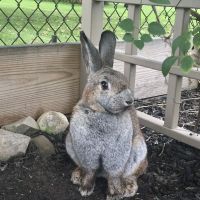 New Hope Veterinary Wellness Center ico