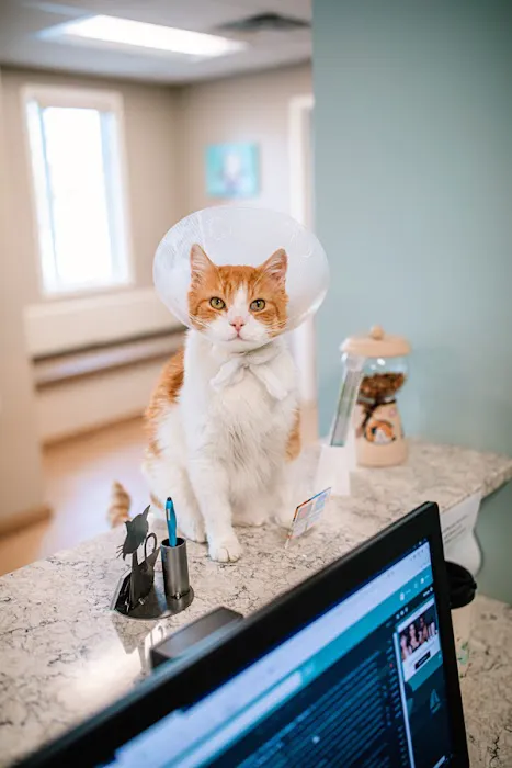 Westside Animal Hospital 4