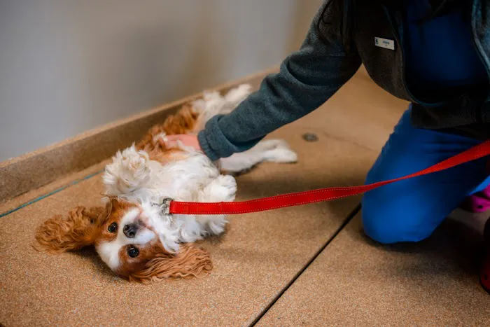 Westside Animal Hospital 7
