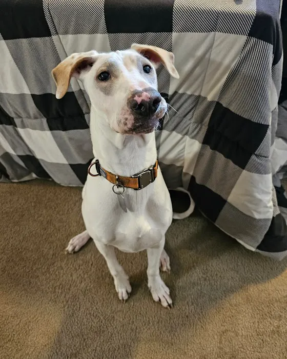 Westside Animal Hospital 8
