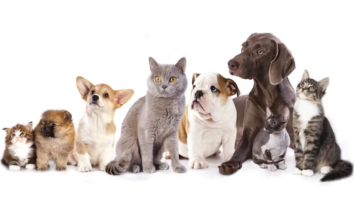 Riverside Veterinary Hospital 3