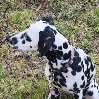 Gandy Animal Hospital ico