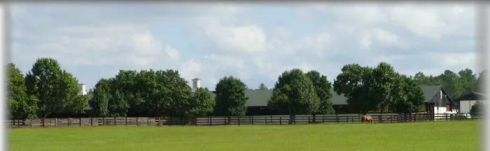 Hassinger Equine Sports Medicine & Rehabilitation 7