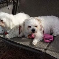 Cooley Veterinary Hospital ico