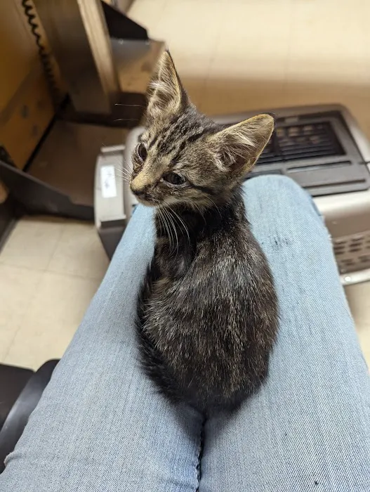 Cooley Veterinary Hospital 10